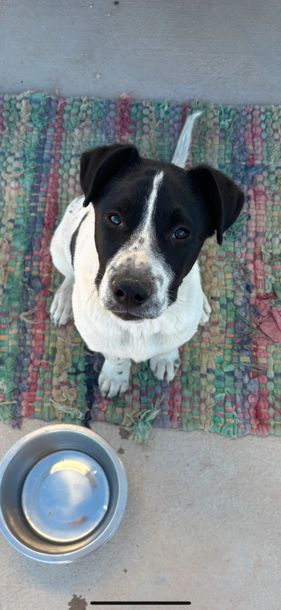 Sue looking up sweetly beside his water bowl thumbnail