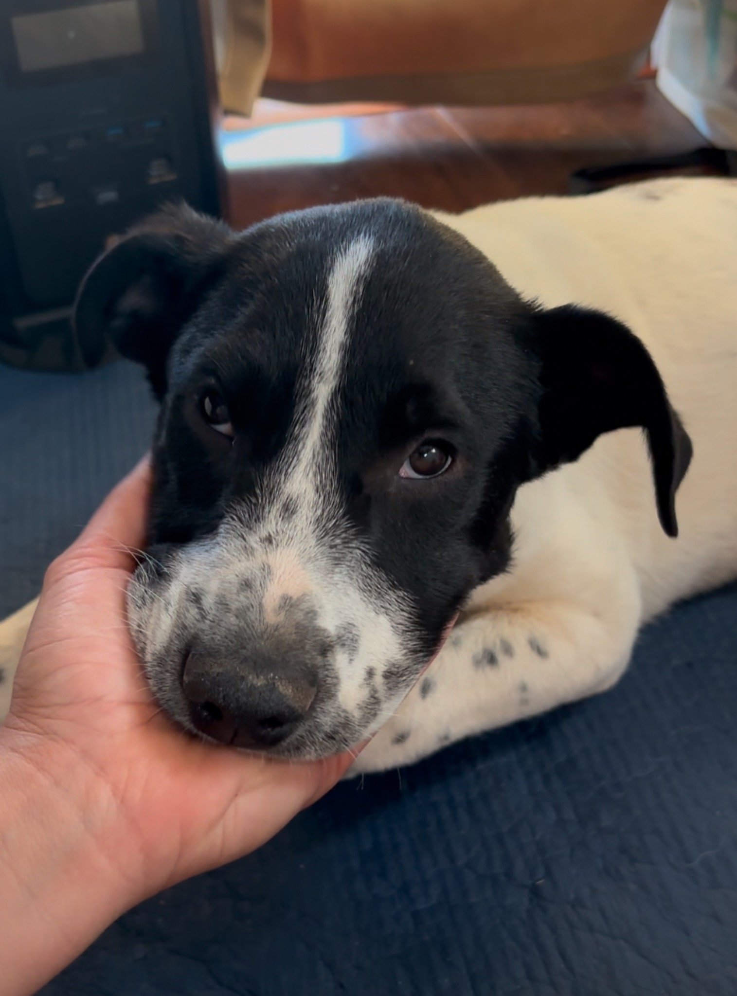 Sue resting his chin on a hand